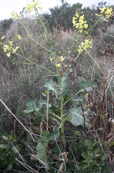 Crucifera. - Brassica cfr.montana